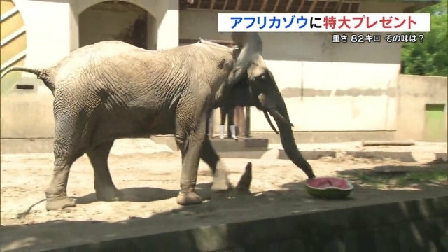 通常の10倍！82kgのジャンボスイカを10分で完食 アフリカゾウに涼を