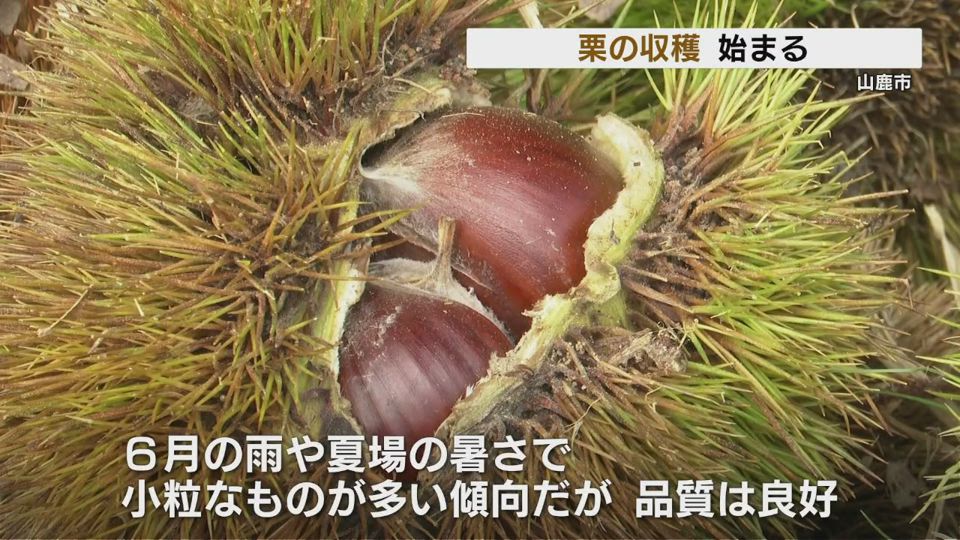 食欲の秋がやってくる！ 西日本一の『栗』生産地で収穫シーズン到来 熊本・山鹿市(RKK熊本放送) - goo ニュース