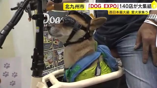 「かわいすぎる！」愛犬と乗るバイク…北九州初開催「DOG EXPO」に登場　犬のお灸にウエアも　福岡