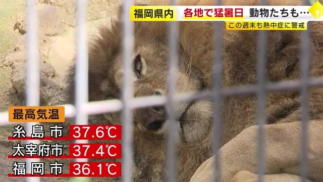 福岡県内各地で猛暑日　糸島市３７．６℃　動物たちもぐったり　２７・２８日も熱中症に警戒