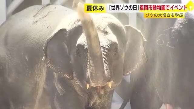 ８月１２日は「世界ゾウの日」　福岡市動物園で“ゾウの大切さを学ぶ”イベント　ミャンマーから来たアジアゾウは秋ごろ全面公開予定