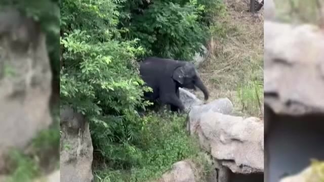 福岡市動物園の子ゾウが一時“脱走”　柵をすり抜け３回　７月にミャンマーから来たばかり　すき間をふさぐ暫定措置は完了