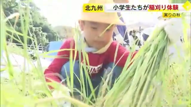 実りの秋…小学生が稲刈り体験　かまを使って丁寧に刈り取り　猛暑とスズメで収穫量が減少　福岡・北九州市