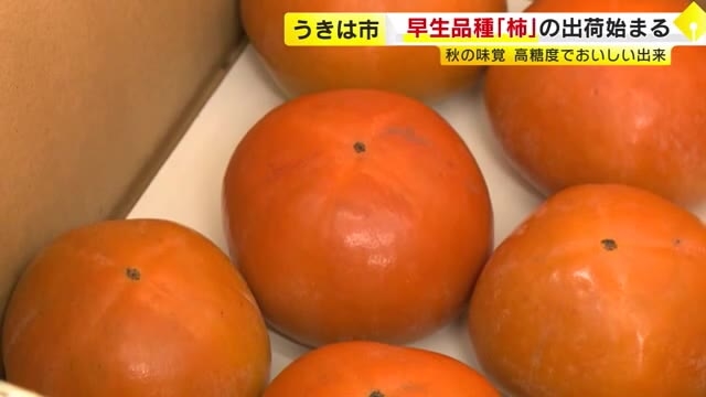 厳しい残暑の中で…“秋の味覚”柿の出荷はじまる　天候に恵まれ糖度高くおいしく育つ　福岡・うきは市