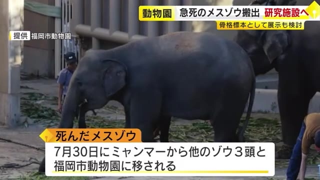 公開前に急死のゾウ　福岡市動物園から搬出　研究施設で検体として調べ　7月にミャンマーから来たばかり