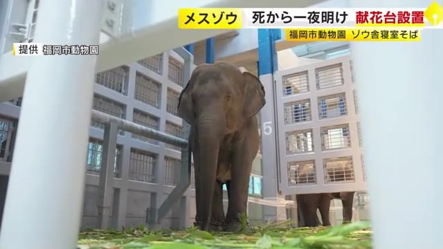 福岡市動物園のゾウ急死で献花台…23日正午まで設置　来園者から悲しみの声　7月にミャンマーから受け入れて慣らし飼育中