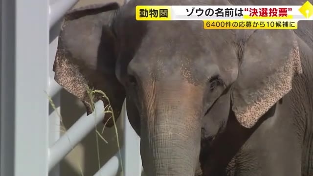 福岡市動物園でゾウ4頭の名前『決選投票』　「ゲンカイ」「ちよ」など福岡にまつわる名前など10候補から　投票は10月27日まで