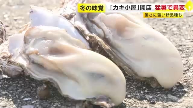 糸島エリアに「カキ小屋」続々開店も…猛暑で異変　「中がスカスカ」「海水温1℃上がるとものすごい環境の変化」　“暑さに強い”新品種に期待も　福岡