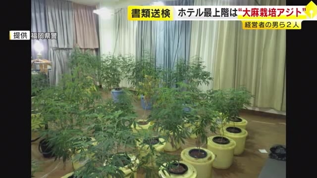 ホテル最上階で“大麻栽培”　ホテル経営者の男ら2人を書類送検　乾燥大麻4500万円相当を押収　北九州市