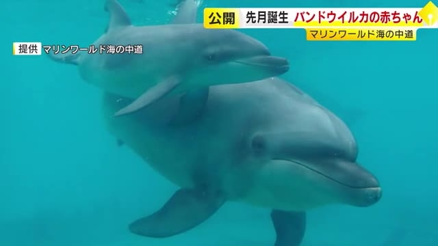 すくすく成長イルカの赤ちゃんお披露目　マリンワールド海の中道「感謝祭」で一般公開　名前は来館者の投票で決定　福岡市