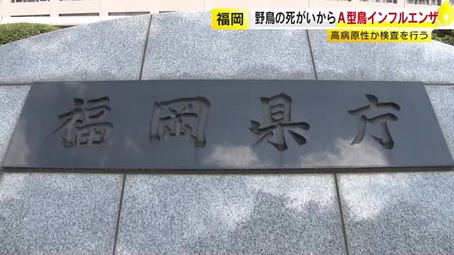 死んだ野鳥から鳥インフルの陽性反応…福岡市で回収のヒドリガモ　県内で今シーズン初　高病原性かどうか確定検査へ