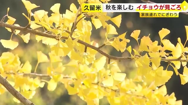 色づいたイチョウが見ごろに　大勢の家族連れでにぎわう　猛暑などで例年より遅く　久留米市の石橋文化センター　福岡