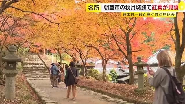 紅葉の名所「秋月城跡」ようやく見ごろに　例年よりやや遅く　週末の7日・8日は強い寒気の影響で一段と寒くなる見込み　福岡