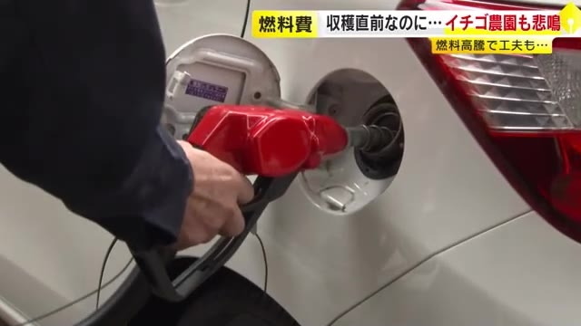 年末年始前にガソリン価格まだまだ上昇か　「もうやめてほしい」燃料費高騰がイチゴ農家を直撃　政府が補助金縮小で　福岡