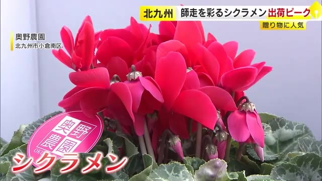 赤・白・ピンク…師走を彩る「シクラメン」出荷ピーク　猛暑の影響で開花遅れるも品質は例年通り　北九州市