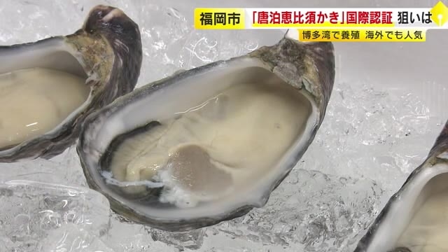 福岡市のブランド「唐泊恵比須かき」が国際認証を取得　世界的評価で競争力高める狙い　養殖カキでは全国4件目