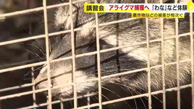 アライグマによる農作物など被害相次ぐ　福岡県庁で「わなの仕掛け方」講習会