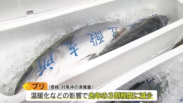 福岡市で新春初競り　“壱岐対馬ブリ”７割減　温暖化の影響か　鮮魚は去年と比べて全体的に入荷少ない　青果の入荷量も去年の８割程度　キャベツ・トマト・イチゴ・ミカンなど価格高い状態が続く