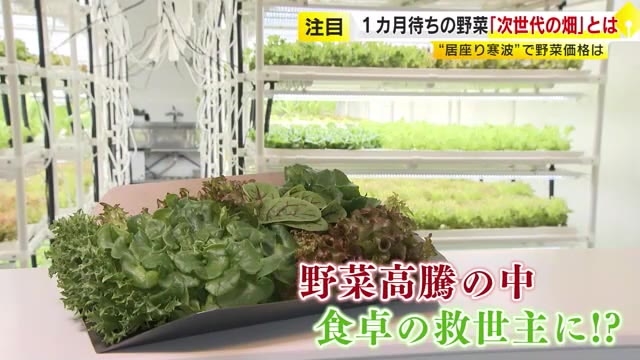 日持ちはなんと約1カ月…都心育ちの野菜に注文殺到　“最強最長”の寒波も影響なし　野菜高騰で注目の“次世代の畑”　福岡