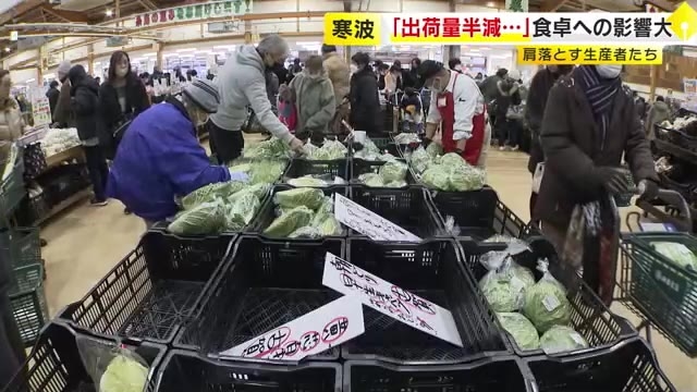 寒波ピーク過ぎるも食卓に影響　野菜の腐敗や生育遅れで「出荷量が半分に」「3月にずれ込む」　福岡