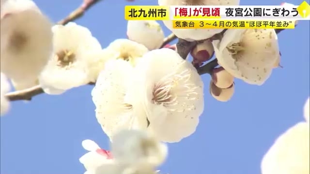 九州北部の春の訪れは…気温「ほぼ平年並み」降水量「平年並みか少ない」水管理に留意　3～5月の3カ月予報　梅がようやく見ごろに　福岡