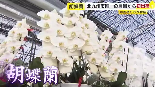 障害者が育てた胡蝶蘭を初出荷　北九州市で唯一の農園から110本「助け合って自立できる世界を」　福岡