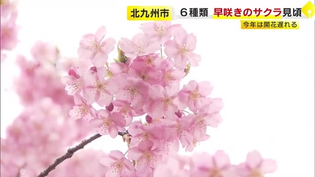 春の足音…早咲きのサクラ見ごろ　河津桜や寒桜など6種類　冷え込みで例年より2週間ほど遅く　福岡・北九州市