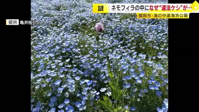 ネモフィラ畑に“違法なケシ”　市民の憩いの場で大学生が発見　施設側が抜き取り焼却処分　肥料等に種が混入したか　福岡市・海の中道海浜公園