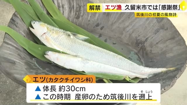 「今年は大きいよ」筑後川の初夏の風物詩「エツ漁」解禁　感謝祭で豊漁と安全祈る　刺身や南蛮漬けでおいしく　福岡