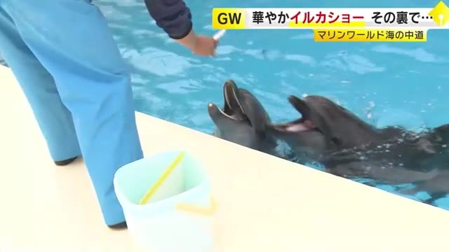 物価高騰の波は水族館にも　イカの値上がり「一番大きい」　エサの仕入れに苦労も入館料上げずに営業　福岡市・マリンワールド海の中道