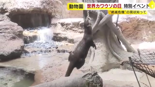 5月28日は「世界カワウソの日」　“絶滅の危機” “食欲が旺盛”　福岡市動物園でカワウソの生態が分かるイベント