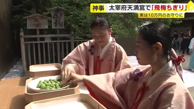 今年は例年より少ない61個　太宰府天満宮で伝統神事「飛梅ちぎり」　お守りに加工され参拝者に授与　福岡