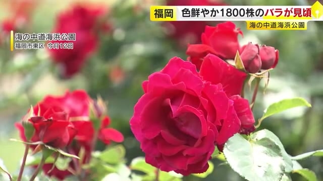 「香りも素晴らしい」海の中道海浜公園　２２０品種１８００株のバラが見頃　開花は順調５月下旬まで楽しめる　福岡市東区