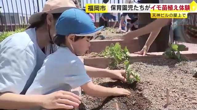 福岡市・天神のビル屋上にサツマイモ　保育園児たちが苗植え体験　「大きくな～れ、おいしくな～れ」 11月中旬ごろ収穫予定