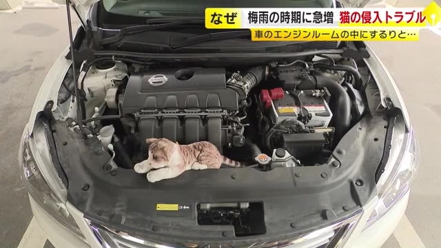 梅雨の時期「車の猫トラブル」急増　冬場の20倍以上に　エンジンルームに“スルリ”と侵入　ボンネットを軽く叩く「猫チェック」で対策を