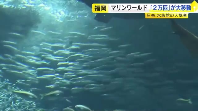 マリンワールド海の中道に「イワシ」2万匹が“仲間入り”　愛媛から福岡へ8時間大移動　バケツリレーで大水槽へ