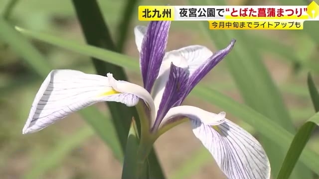約30種類・２万本が咲き誇る　夜宮公園で「ハナショウブ」が見頃　北九州市