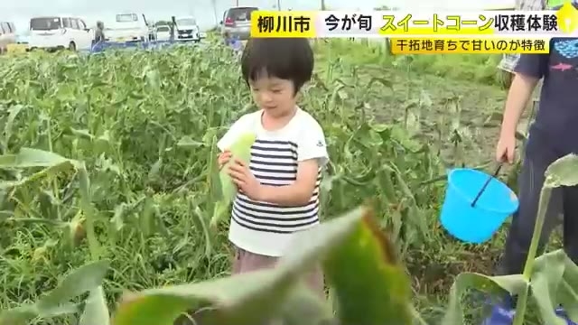 今が旬　スイートコーン「恵味」収穫体験イベント開催　干拓地育ちで甘いのが特徴　福岡・柳川市
