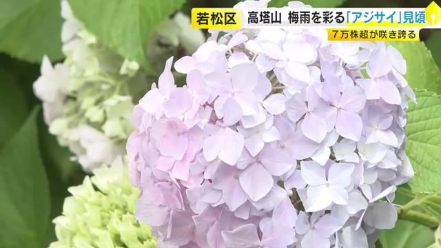名所・高塔山公園で梅雨を彩る「アジサイ」が見頃　７万株超が咲き誇る　福岡・北九州市若松区
