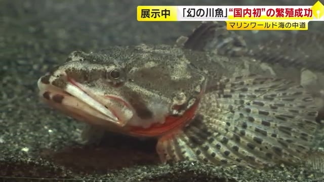 絶滅危惧種『ヤマノカミ』 水族館で初の繁殖に成功　最後まで卵を守ったのは「オス」　7月中旬ごろまで展示　福岡市