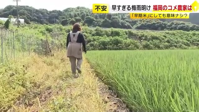 米不足で「早期米」にしたのに…過去“最速”の梅雨明けに農家も不安　連日の“危険な暑さ”で「立ち枯れた状態になってしまうのでは」　福岡