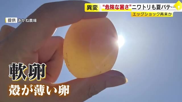 「ブヨブヨの軟卵」「小さい卵」…“危険な猛暑”でニワトリ早くも夏バテ　価格は高値推移で“エッグショック”再来危惧　福岡