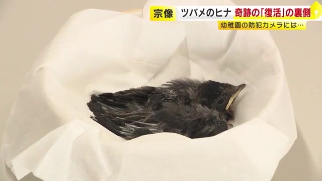 幼稚園でツバメのヒナ6羽誕生も…防犯カメラに映る“目が光る鳥”　生き残った1羽に「ちょっとさみしい。でも来年帰って来てくれるなら」　福岡