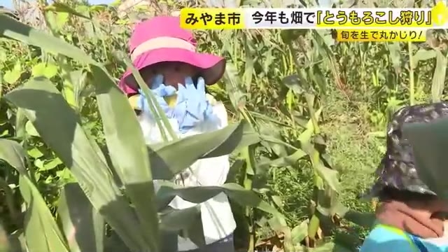 旬のスイートコーンを収穫直後に生で丸かじり　畑で「とうもろこし狩り」　福岡・みやま市