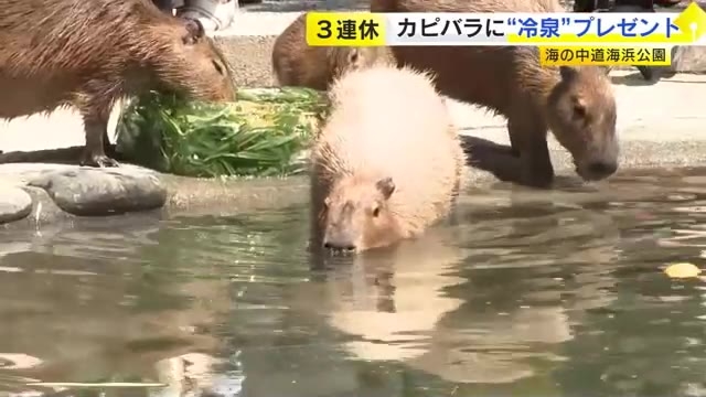 猛暑でカピバラに“冷泉”プレゼント　大好物の笹や凍ったオレンジも　２１日も開催　福岡市の海の中道海浜公園