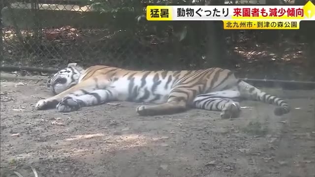 連日の猛暑　到津の森公園ではトラもぐったり　「涼しい夕方に遊びに来て」　キャンプ場では屋外テント低調も…エアコン完備のロッジほぼ“満室”　福岡