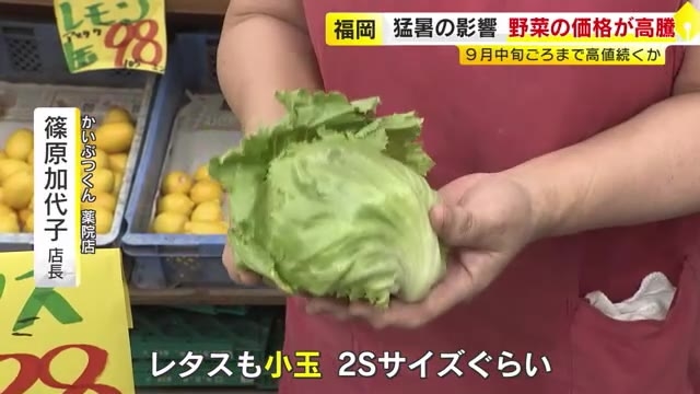 連日の猛暑…“野菜が採れない暑さ”　サニーレタス、ネギなど価格高騰　葉が傷む前の“小サイズ”で収穫も　9月中旬ごろまで高値や入荷数少ない状態続くか