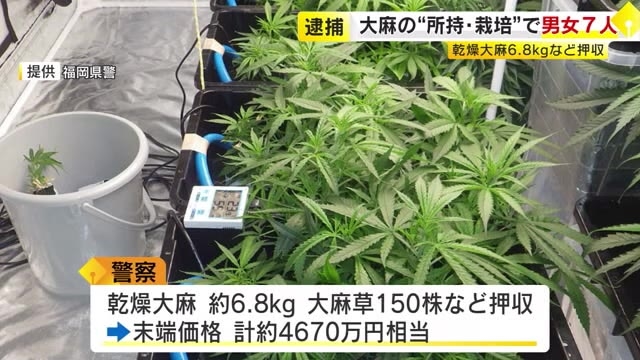 福岡や大阪のマンションで大麻草栽培か　男女7人を逮捕　乾燥大麻6.8キロなど4670万円相当を押収　“出し子”として現金盗んだ疑いも