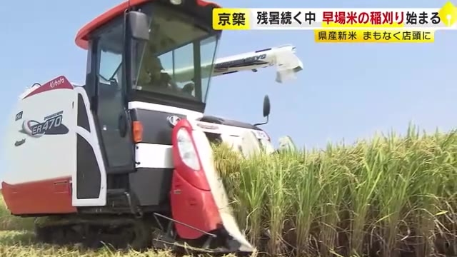 福岡県産の新米まもなく店頭に 「5キロ3500円位で落ち着いてくれると」　早場米の稲刈り始まる　大雨の影響あるも「去年並みにいい出来」