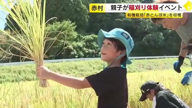 親子約５０人が稲刈り体験イベント　有機栽培「赤とんぼ米」を収穫　福岡・赤村